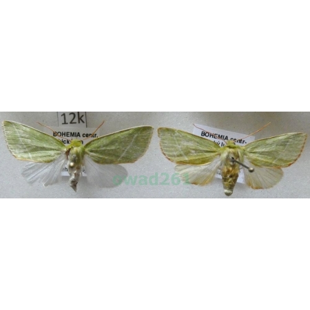 Pseudoips prasinana (Linnaeus, 1758) pair Zielonka ukośnica Czech12k